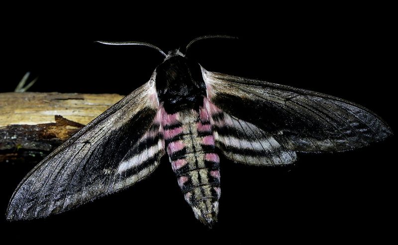 Ligustersvrmare <br> Sphinx ligustri <br> Privit Hawk-moth