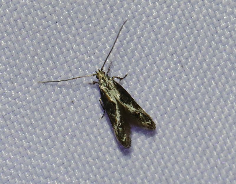 Hagtornsmrgmal <br> Blastodacna hellerella