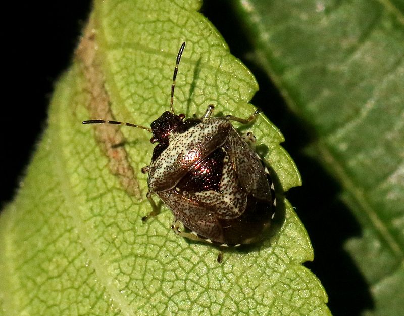 Eysarcoris venustissimus