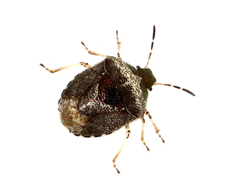 Eysarcoris venustissimus