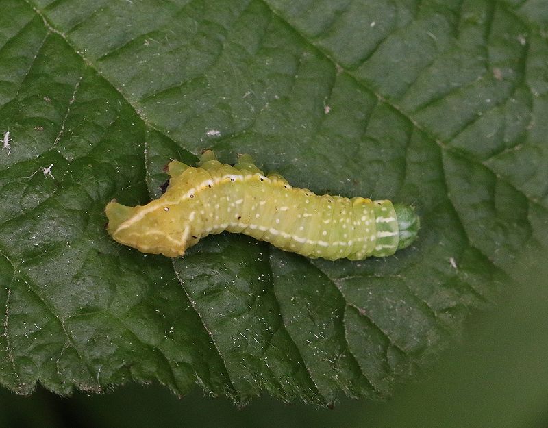 Pyramidbuskfly <br> Amphipyra pyramidea