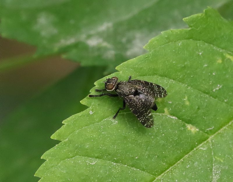 Platystoma seminatione