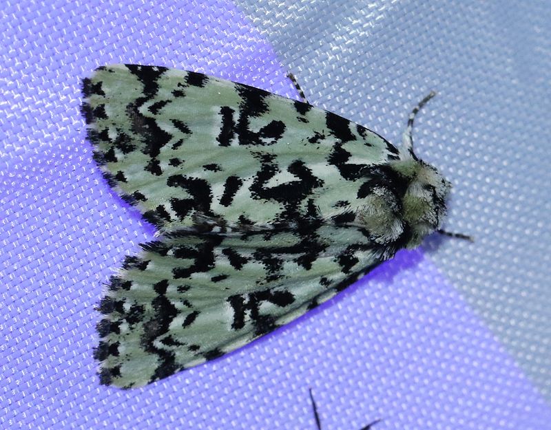 sfly <br> Moma alpium
