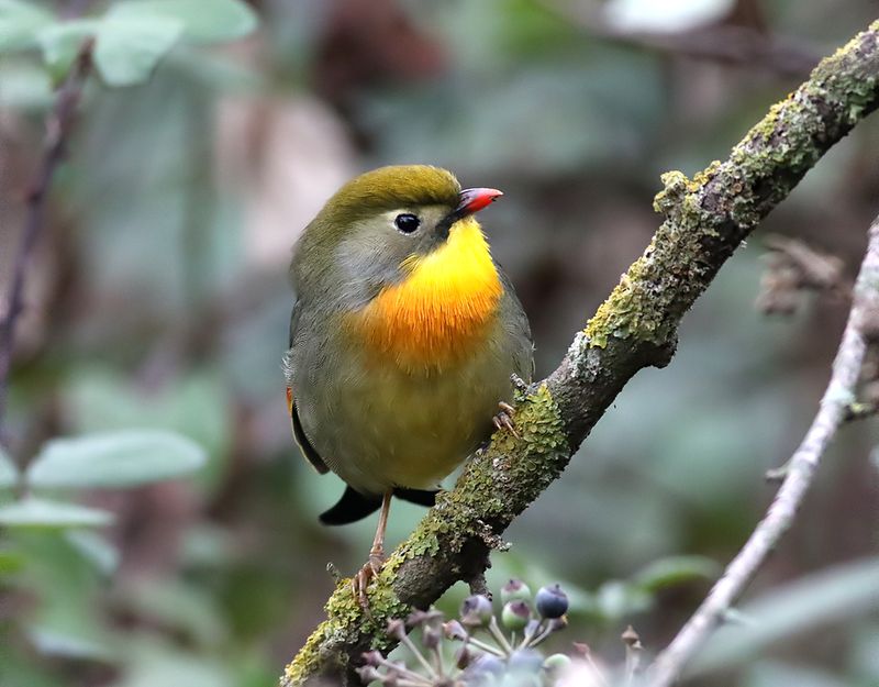 Birdtrip NE Spain January 2024