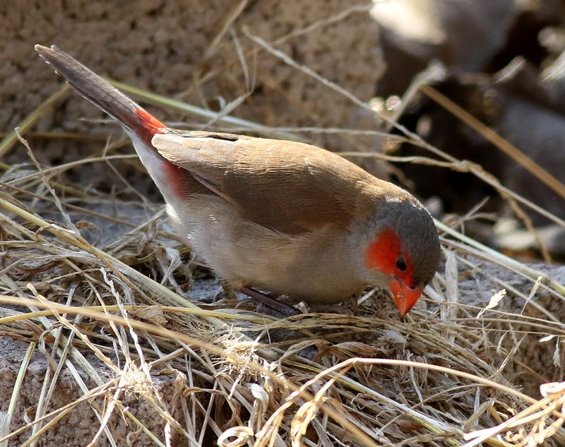 Orangekindad astrild <br>Orange-cheeked waxbill <br> Estrilda melpoda