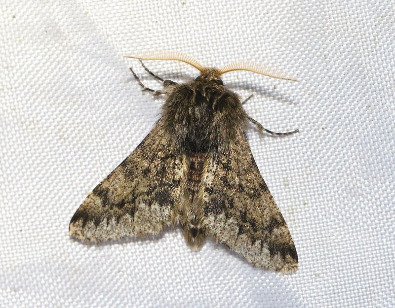 Taggig vintermtare <br> Apocheima hispidaria