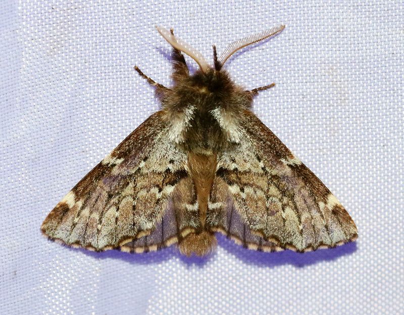 Vrflikvinge <br> Odontosia sieversii