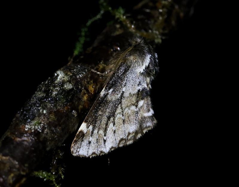 Vrflikvinge <br> Odontosia sieversii
