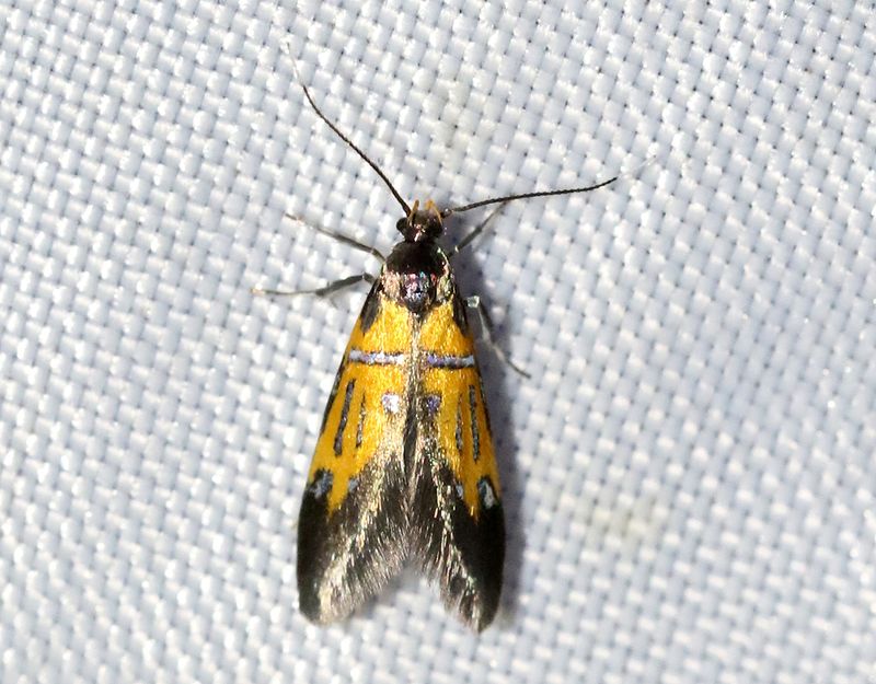 Kilskriftspraktmal <br> Schiffermuelleria schaefferella