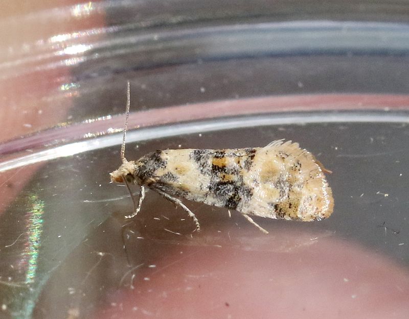 Bjrkhngevecklare <br> Cochylis nana