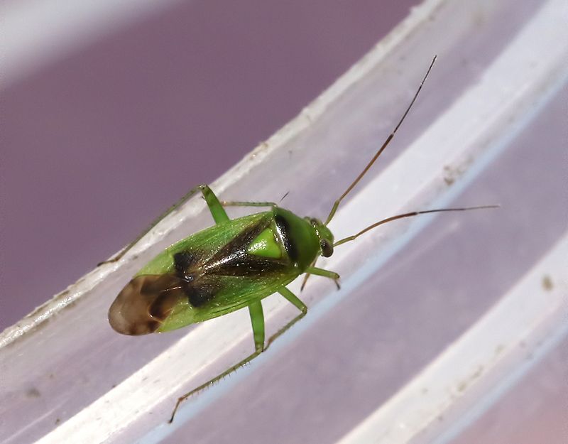 Neolygus viridis