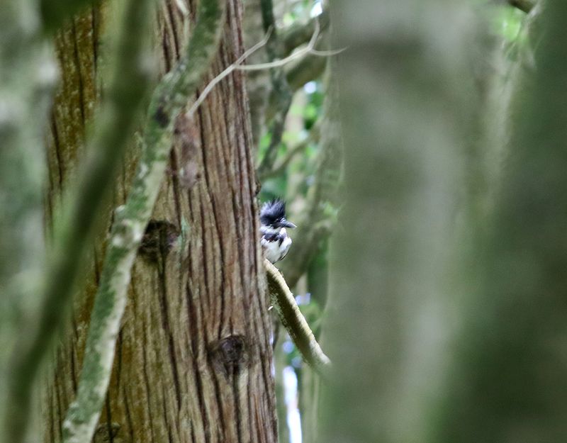 Blteskungsfiskare <br> Belted kingfisher <br> Megaceryle alcyon