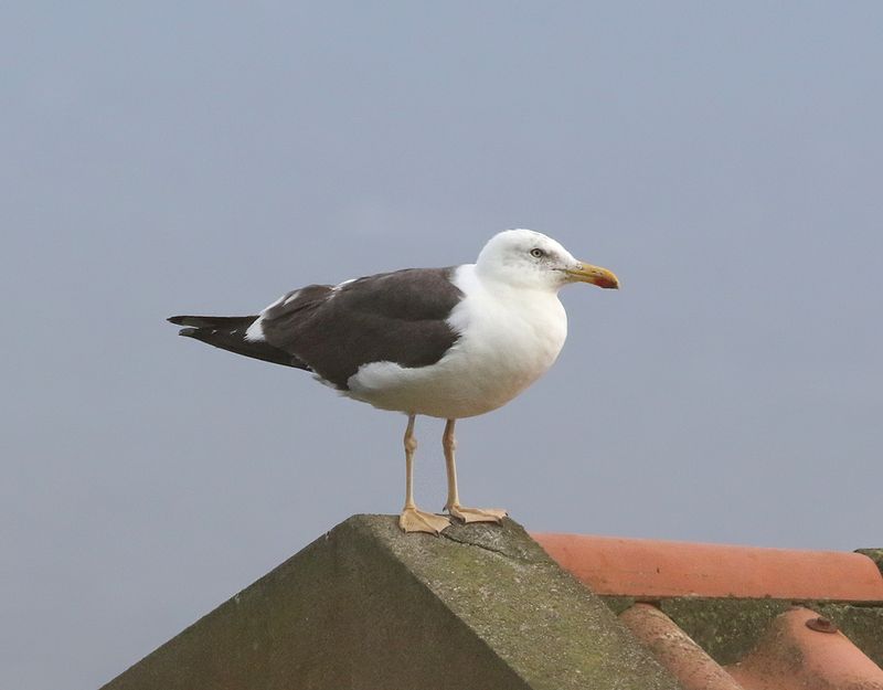 Silltrut <br>Larus fuscus(graellsii?) <br> Lesser Black-backed Gull