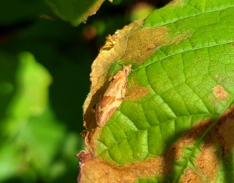 Blek Fruktvecklare <br> Epiphyas postvittana <br>Light brown apple moth 