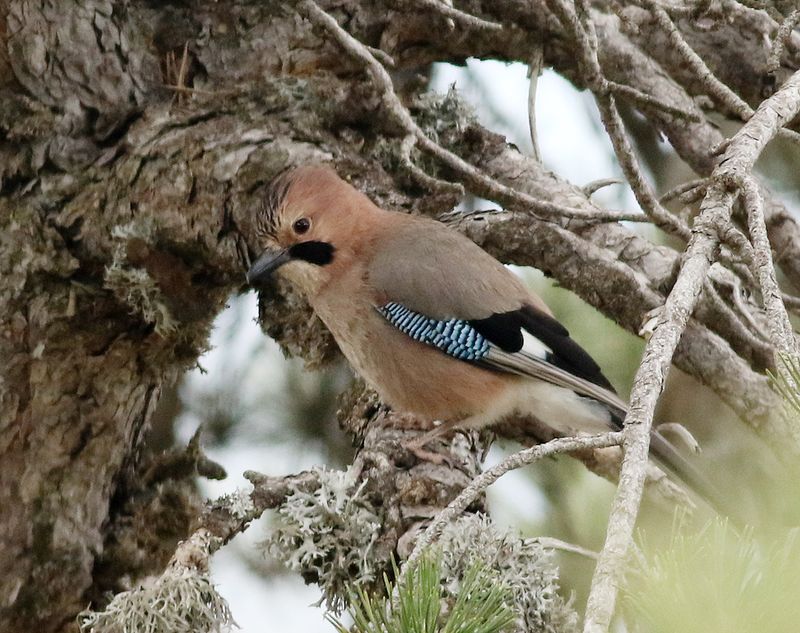 Ntskrika <br> Garrulus glandarius glaszneri