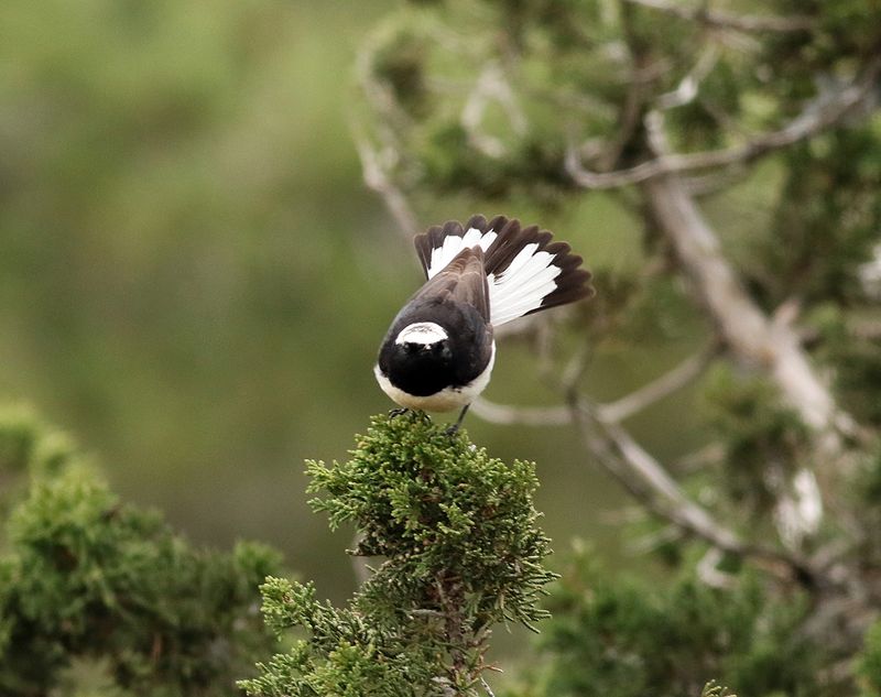 Cypernstenskvtta<br> Cyprus Wheatear<br> Oenanthe cypriaca