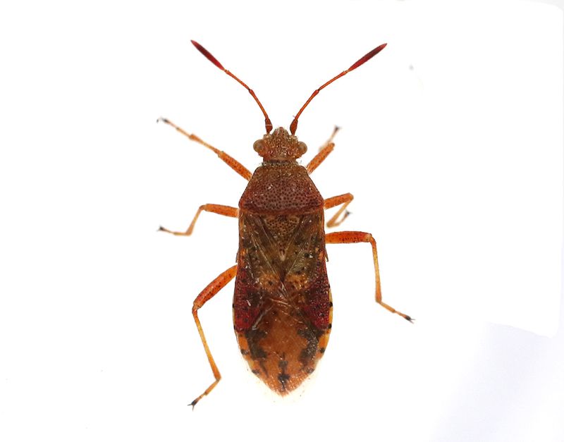 Rhopalus maculatus