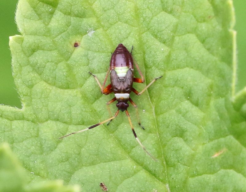 Closterotomus biclavatus