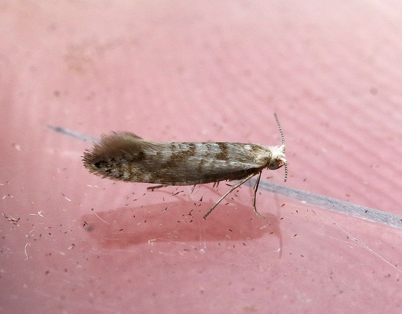 Silvergransbarrmal <br> Argyresthia fundella