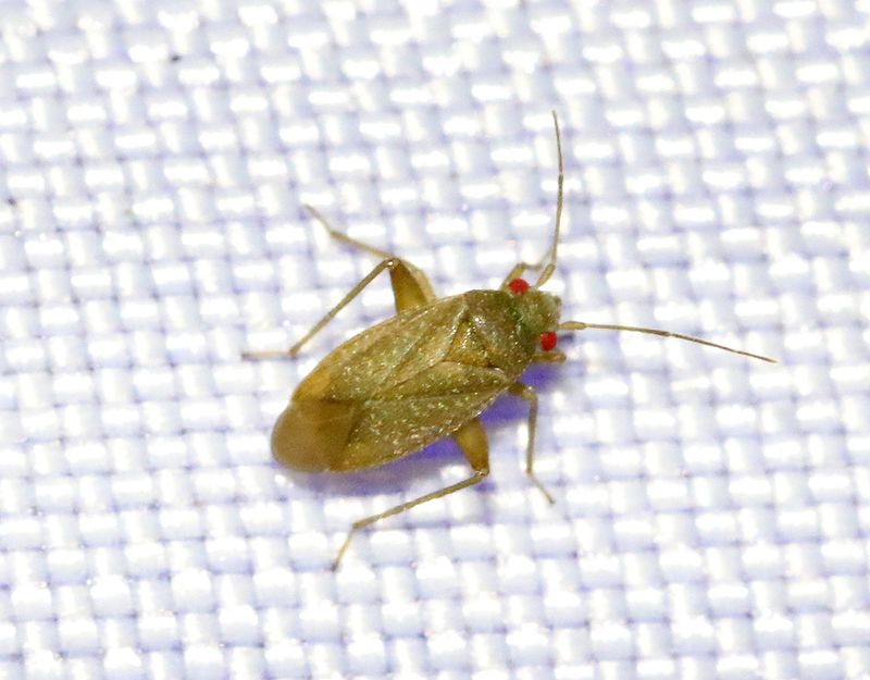 Saltörtskinnbagge Orthotylus rubidus