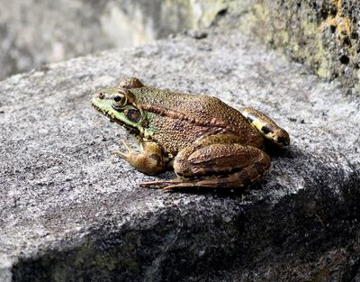 Iberian Water Frog ?? Pelophylax perezi ??
