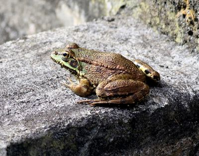 Iberian Water Frog ?? <br> Pelophylax perezi ??