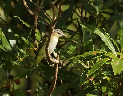 Rödögd vireo Red-eyed Vireo Vireo olivaceus