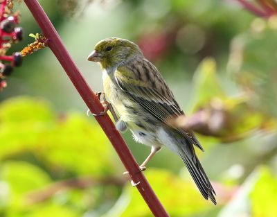 Kanariesiska  Atlantic Canary  Serinus 