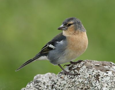 Bofink Common Chaffinch Fringilla coelebs moreletti