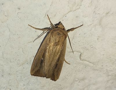 Migrantgrsfly  Leucania loreyi