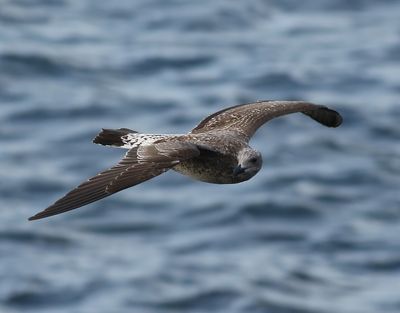 Medelhavstrut  Larus michahellis (Atlantis)  Yellow-legged Gull