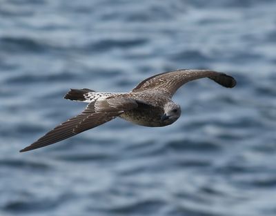 Medelhavstrut <br> Larus michahellis (Atlantis) <br> Yellow-legged Gull