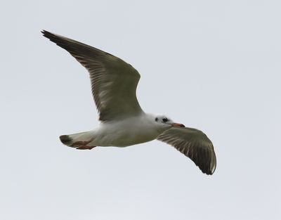 Skrattms  Black-headed Gull  Larus ridibundus