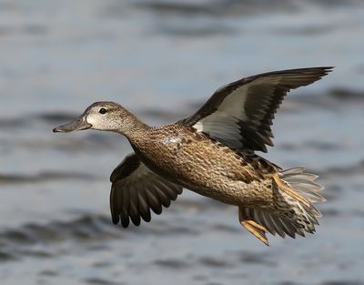 Blvingad rta Blue-winged Teal Anas discors