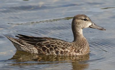 Blåvingad årta Blue-winged Teal Anas discors