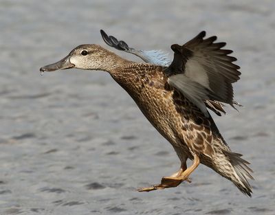 Blvingad rta Blue-winged Teal Anas discors