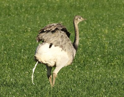 Strre nandu  Greater rhea  Rhea americana