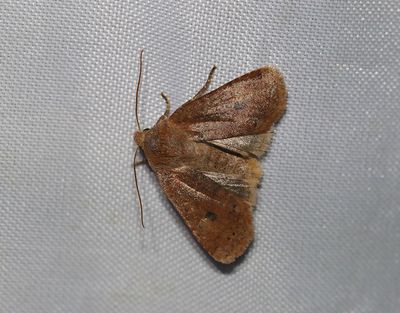 Lingonplattfly Conistra vaccinii