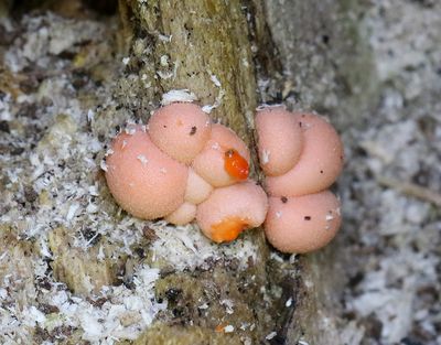 Vargmjlk <br<  Lycogala epidendrum