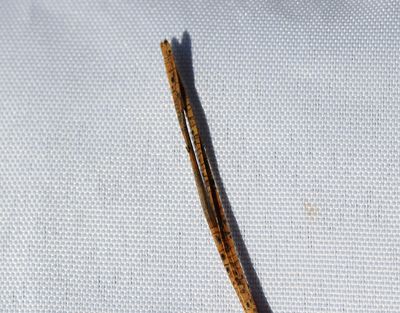 Barrsprickling  Lophodermium pinastri