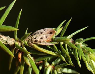 Lophodermium juniperinum