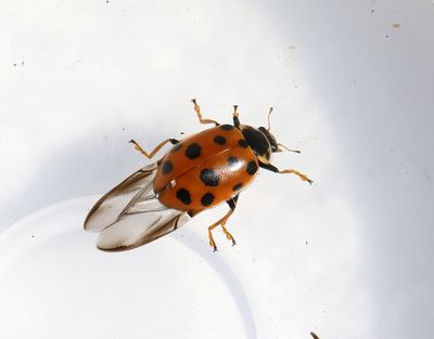 Trettonprickig plattpiga Hippodamia tredecimpunctata