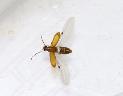 Ernobius abietinus
