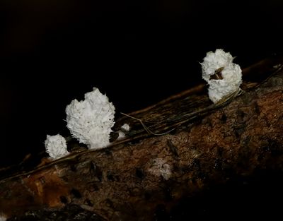 Klyvblad  Schizophyllum commune