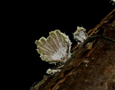 Klyvblad  Schizophyllum commune