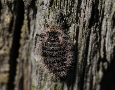 Hedvintermätare Lycia zonaria