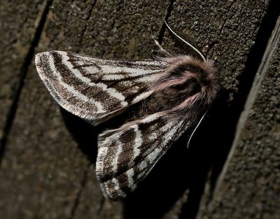 Hedvintermätare Lycia zonaria