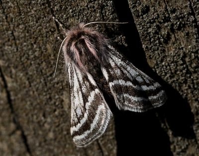 Hedvintermätare Lycia zonaria