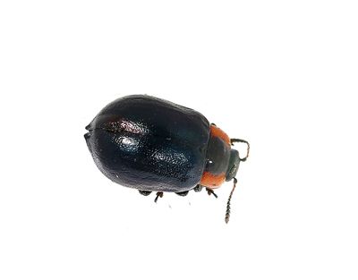 Krypvideglansbagge Chrysomela collaris