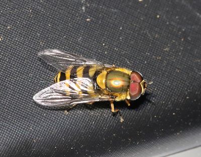 Hårig solblomfluga Syrphus torvus